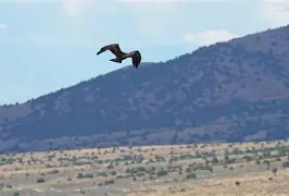 离谱！Karsa在老鹰比赛中赛况扑朔迷离北京国安转会期更衣室发声，里昂内部会议纪要流出——赛后主帅复盘