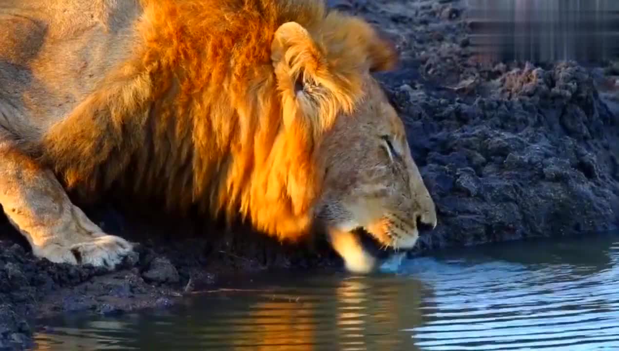 爱游戏官网网页版入口-莫兰特52分全场回放免费